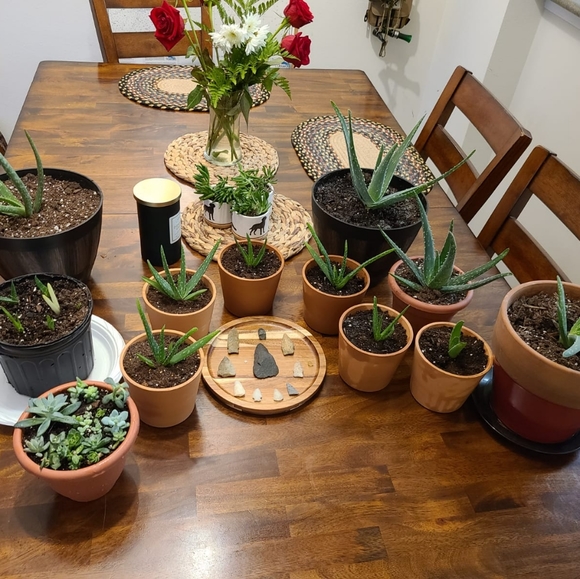 2 Baby aloe pup - Picture 7 of 9